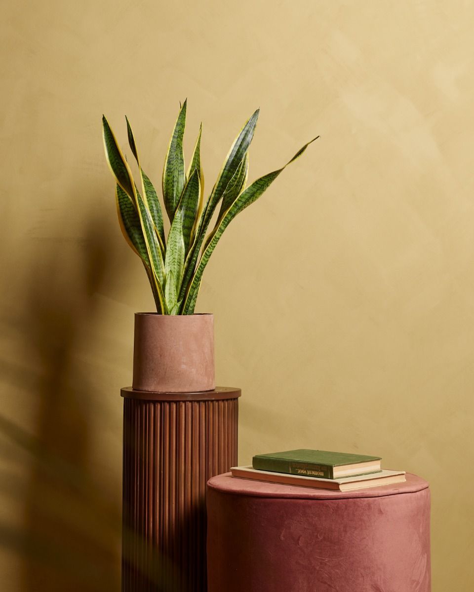 Sansevieria Laurentie Snake plant