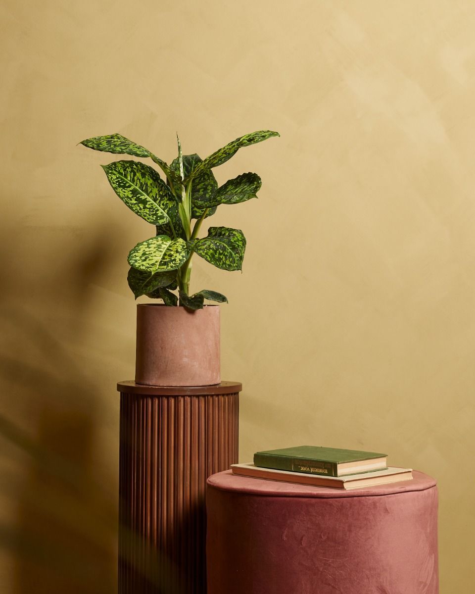 Dieffenbachia Schweigrohr Reflector