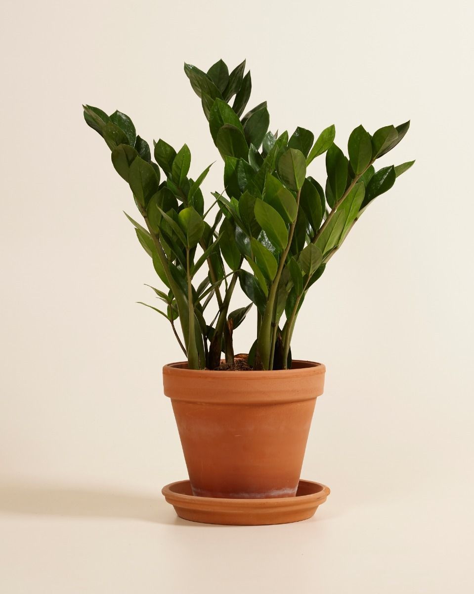 Zamioculcas Glücksfeder Zamiifolia