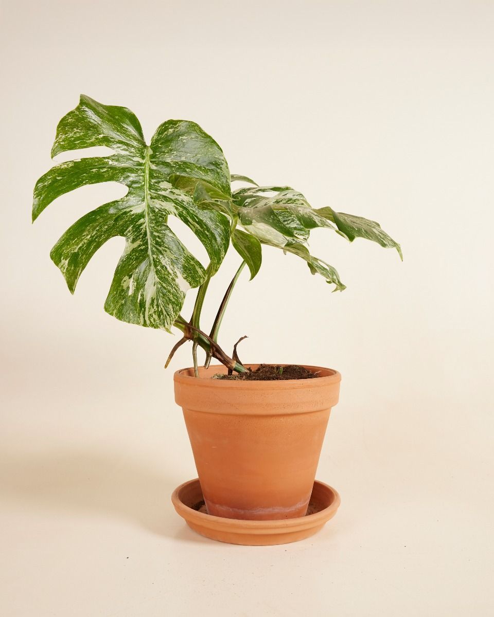 Monstera Fensterblatt Deliciosa Variegated