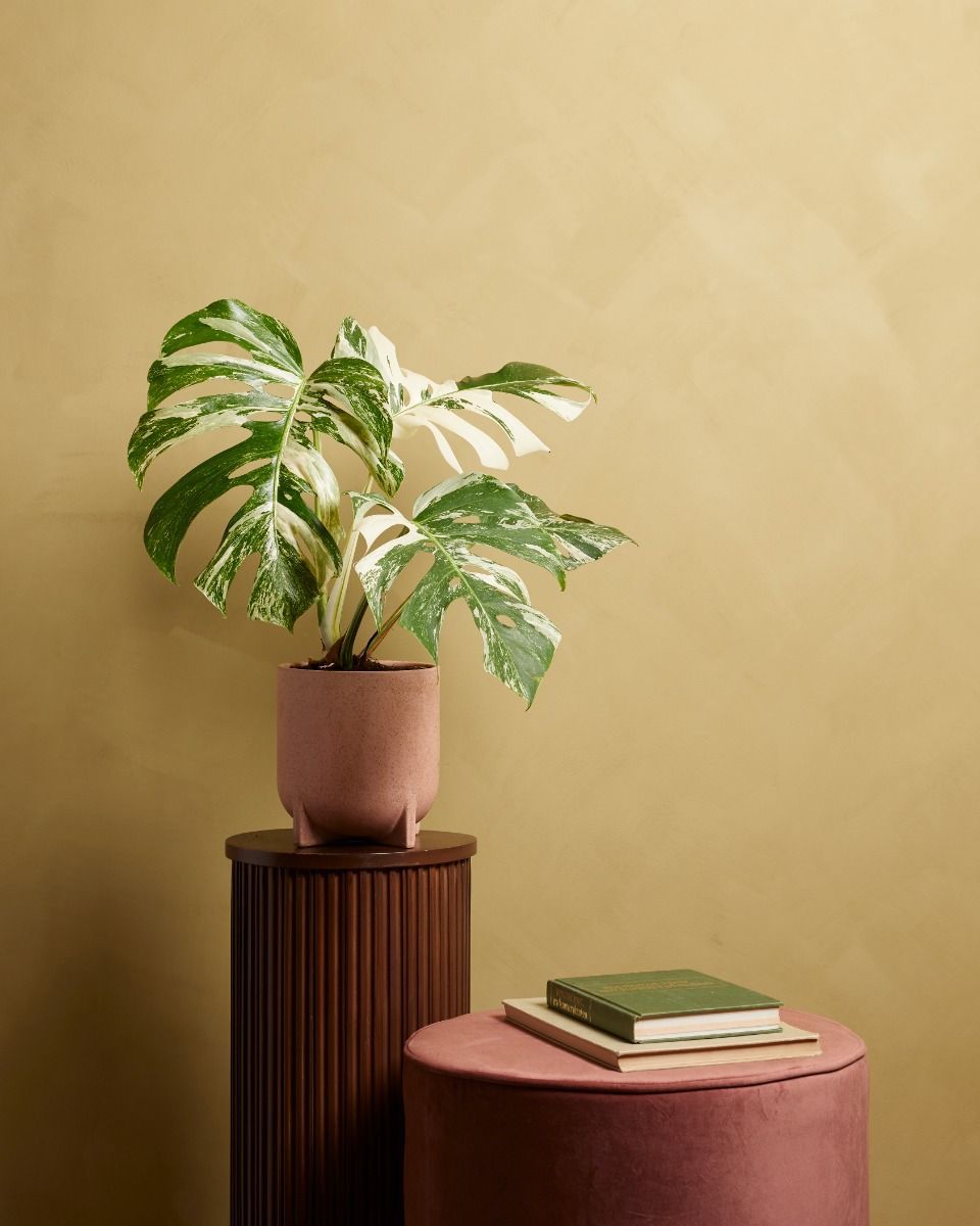 Monstera Fensterblatt Deliciosa Variegated