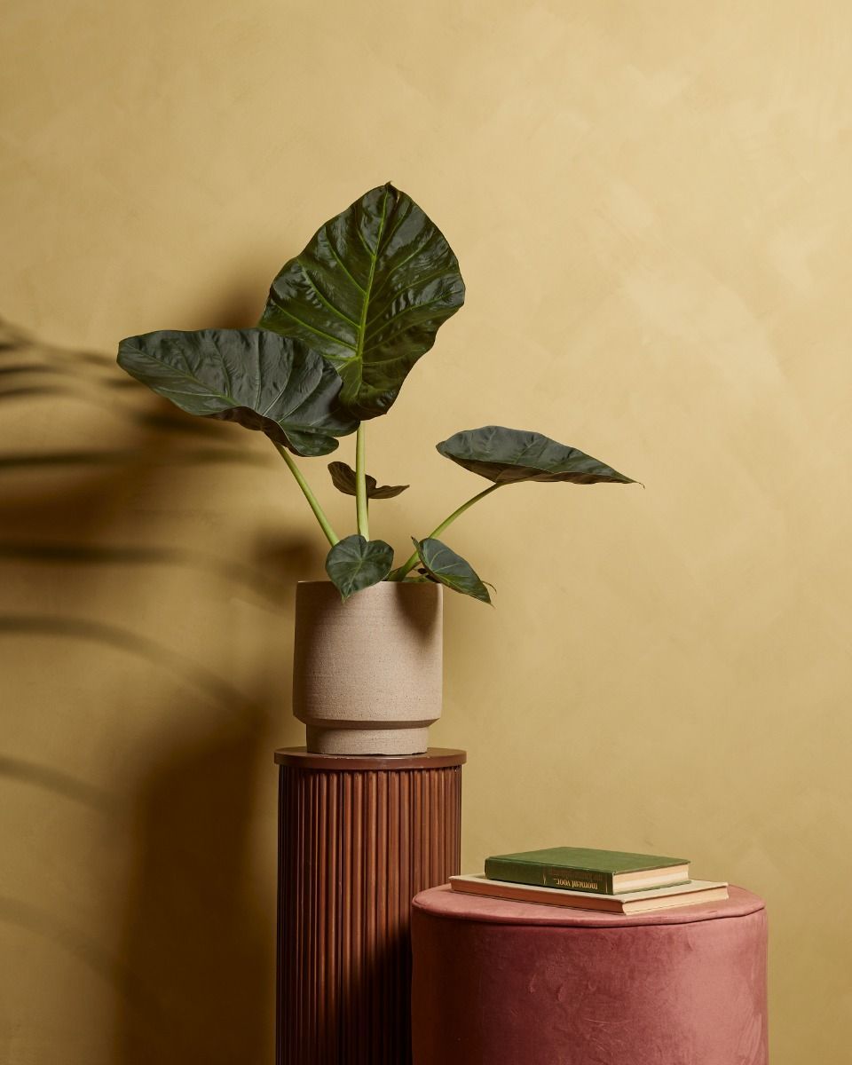 Alocasia Orecchie di Elefante Regal Shield