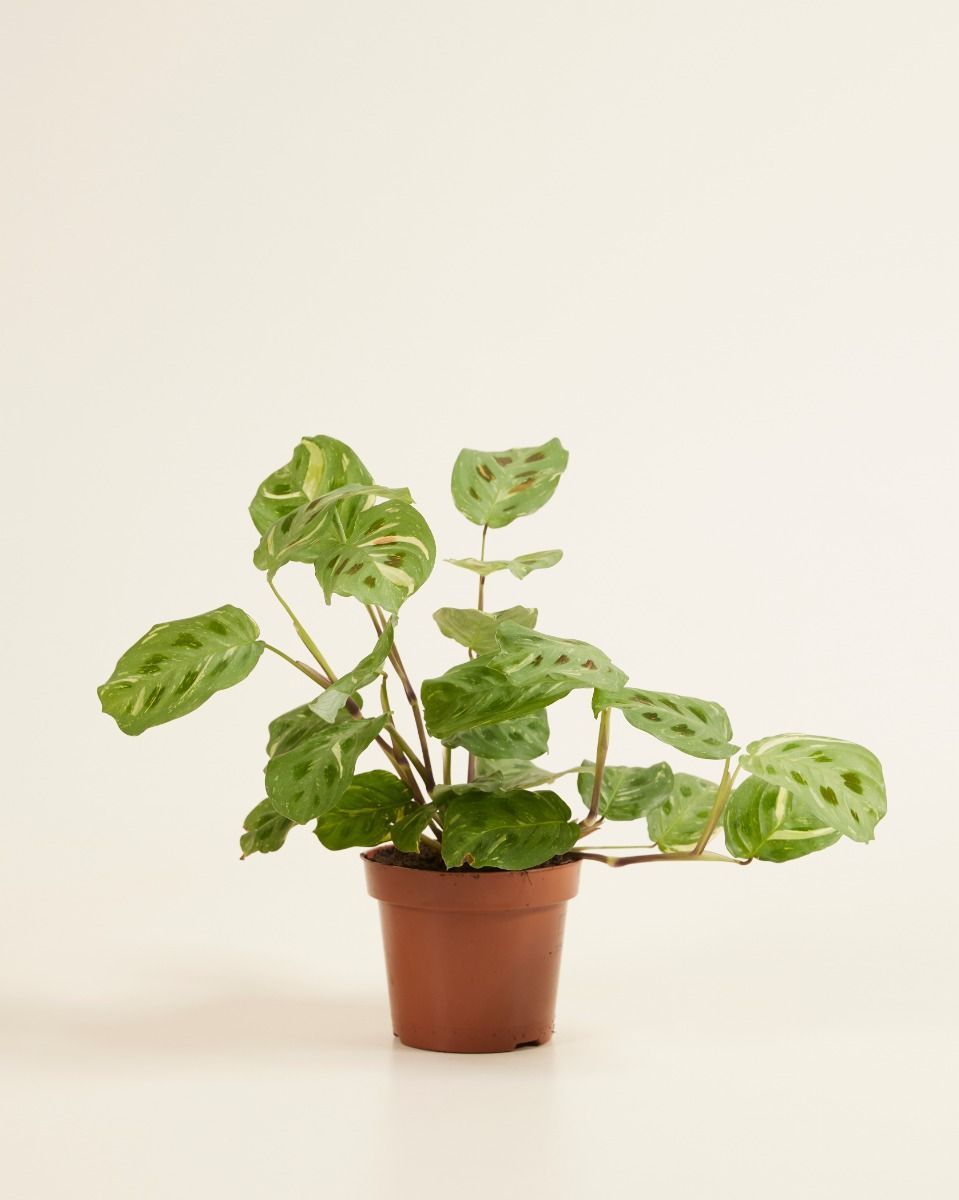 Maranta Prayer plant Kerchoveana Variegated