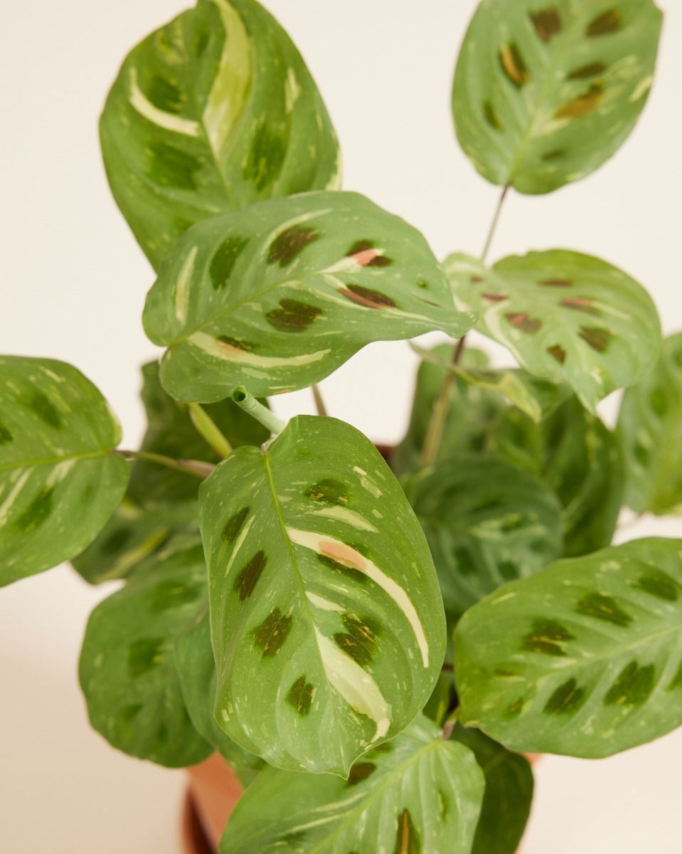 Maranta Marante Kerchoveana Variegated