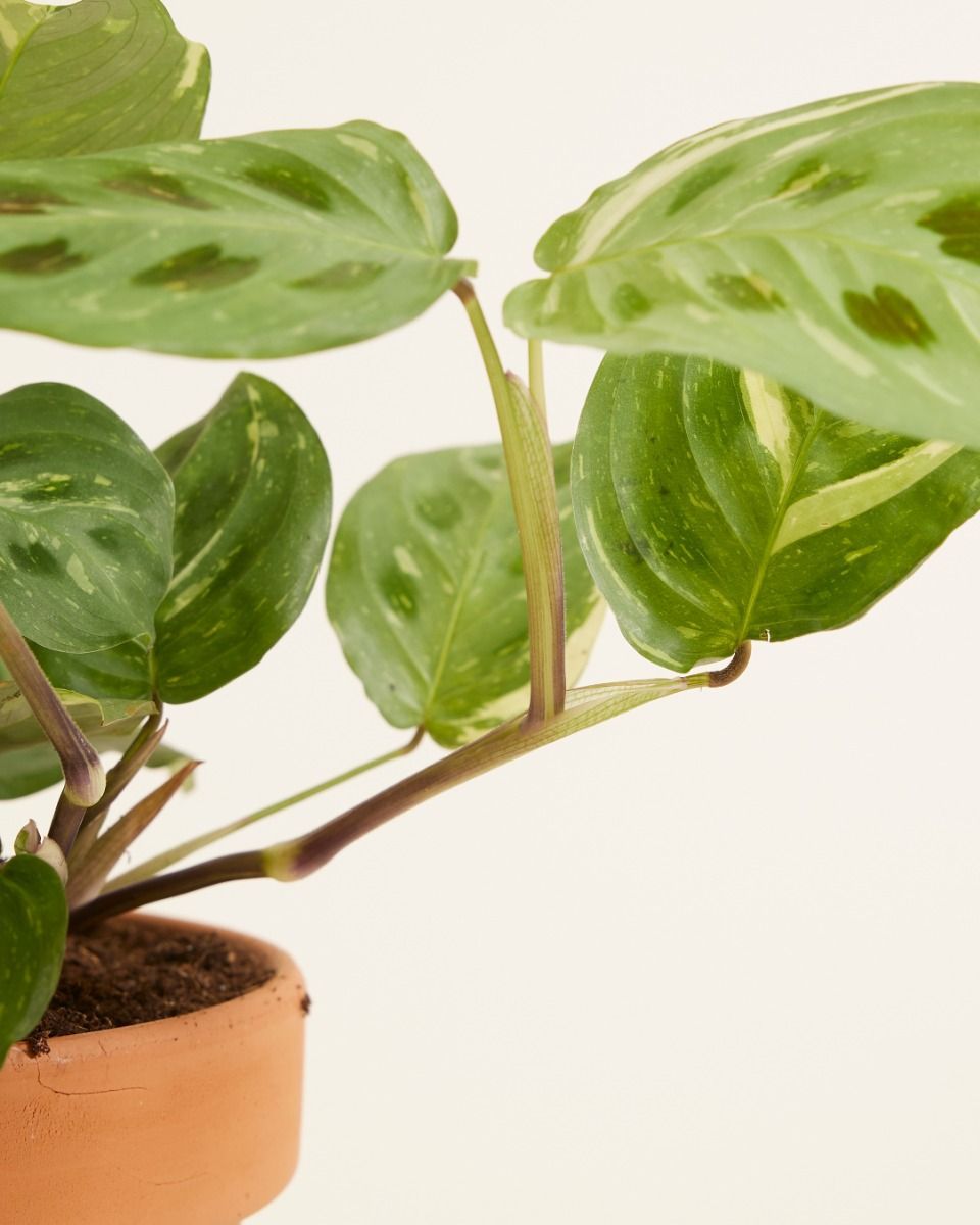 Maranta Marante Kerchoveana Variegated