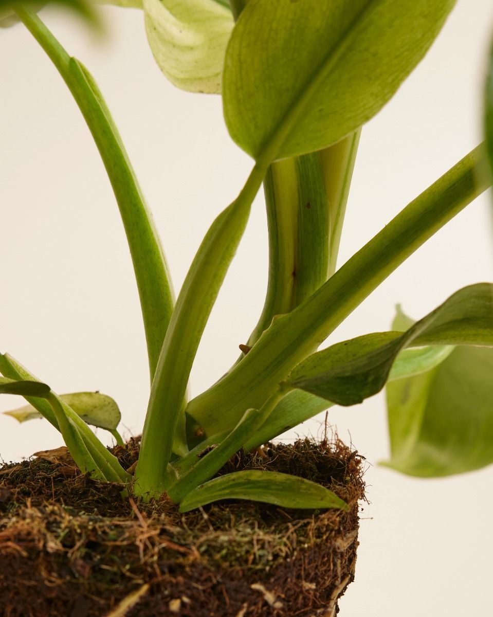 Philodendron Baumfreund Jose Buono
