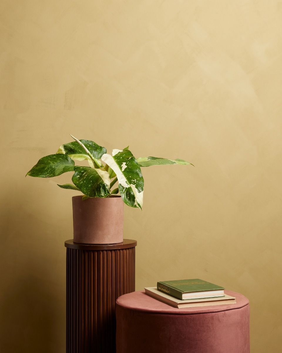 Philodendron Baumfreund Jose Buono