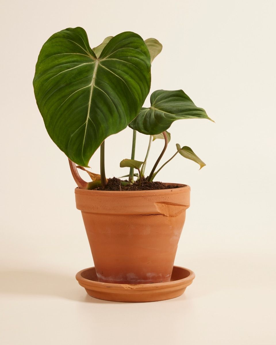 Philodendron Filodendro Gloriosum