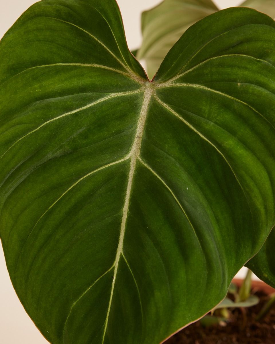 Philodendron Filodendro Gloriosum