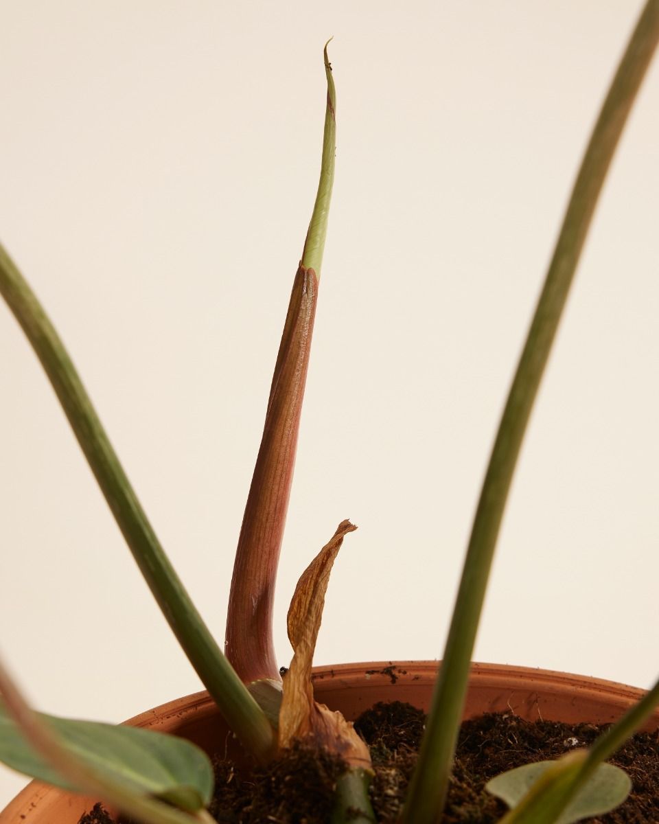 Philodendron Filodendro Gloriosum