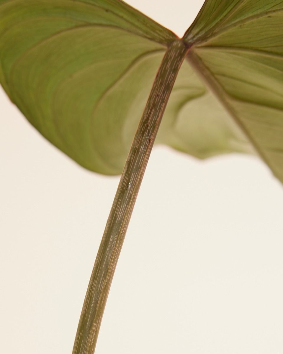 Philodendron Filodendro Gloriosum
