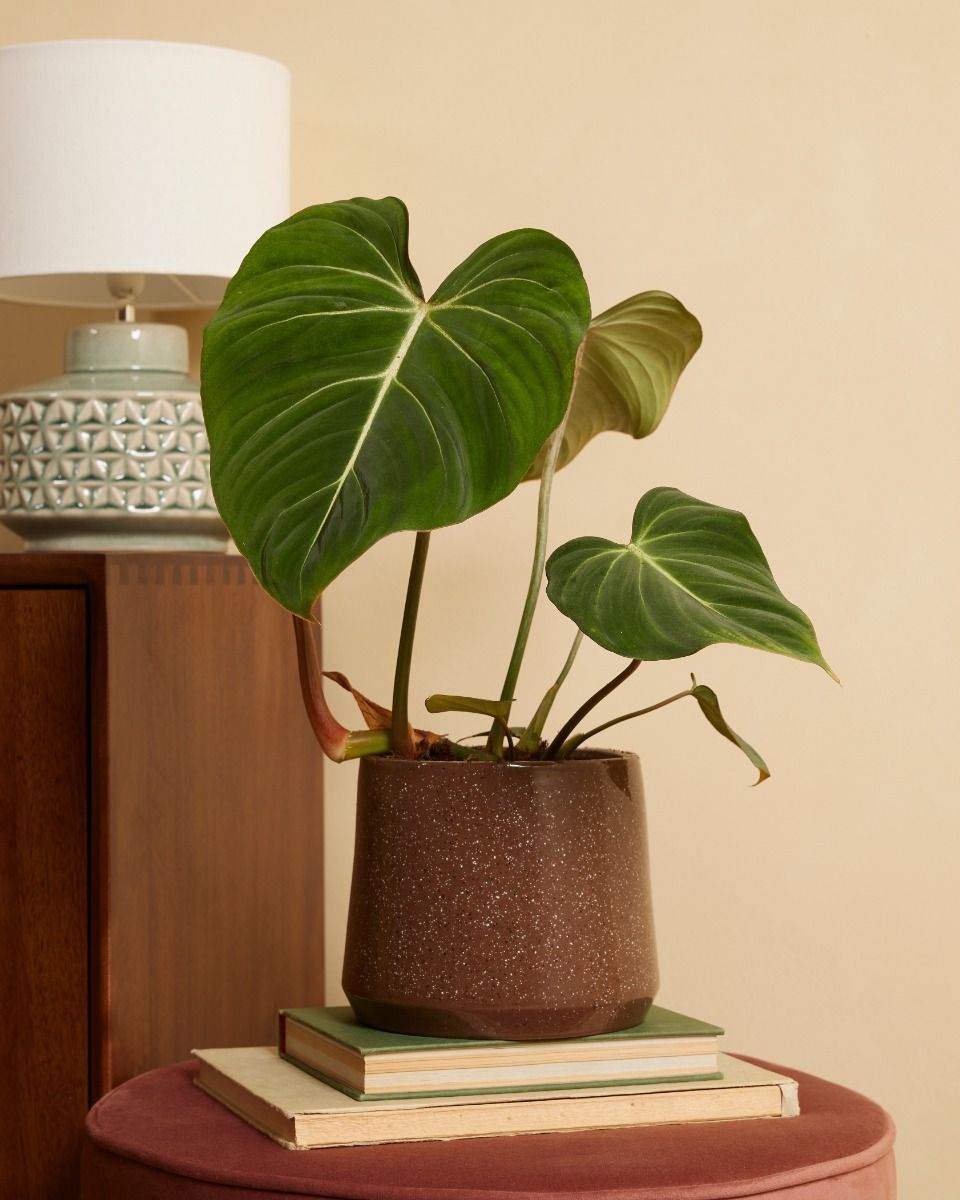 Philodendron Filodendro Gloriosum