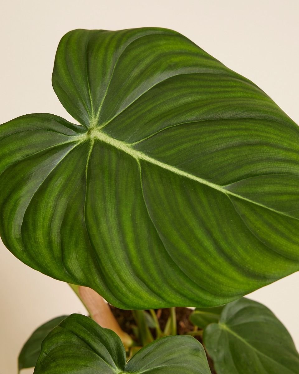 Philodendron McDowell