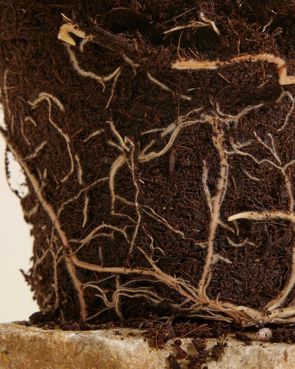 Philodendron McDowell
