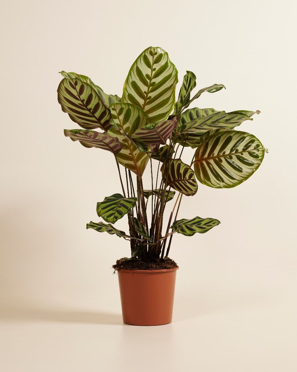 Calathea Plante paon Makoyana