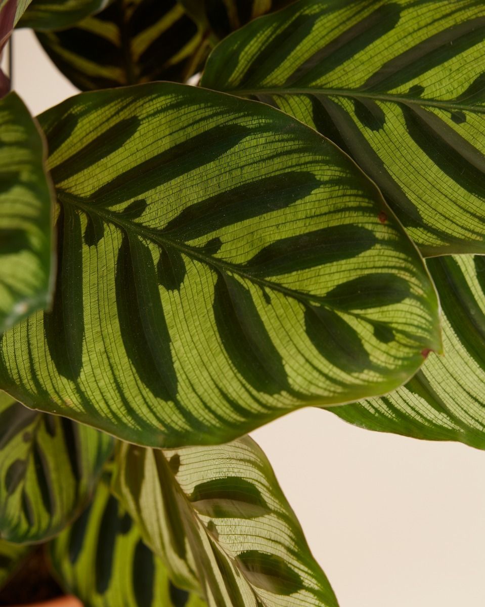 Calathea Plante paon Makoyana