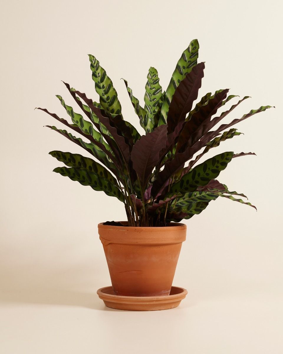 Calathea Rattlesnake plant Insigne