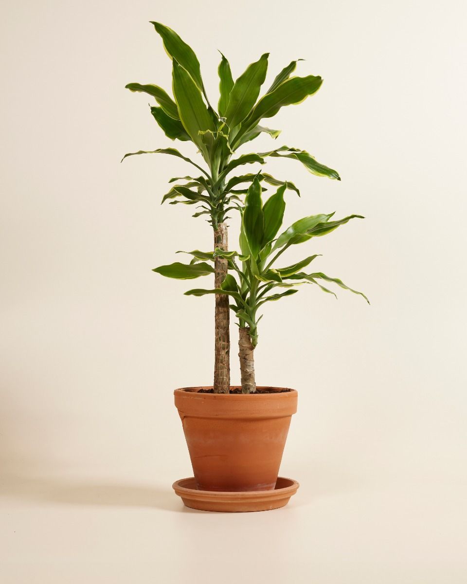 Dracaena Dragonier Golden Coast
