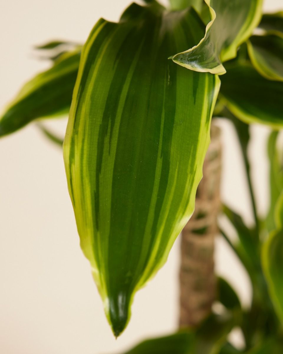 Dracaena Dragonier Golden Coast