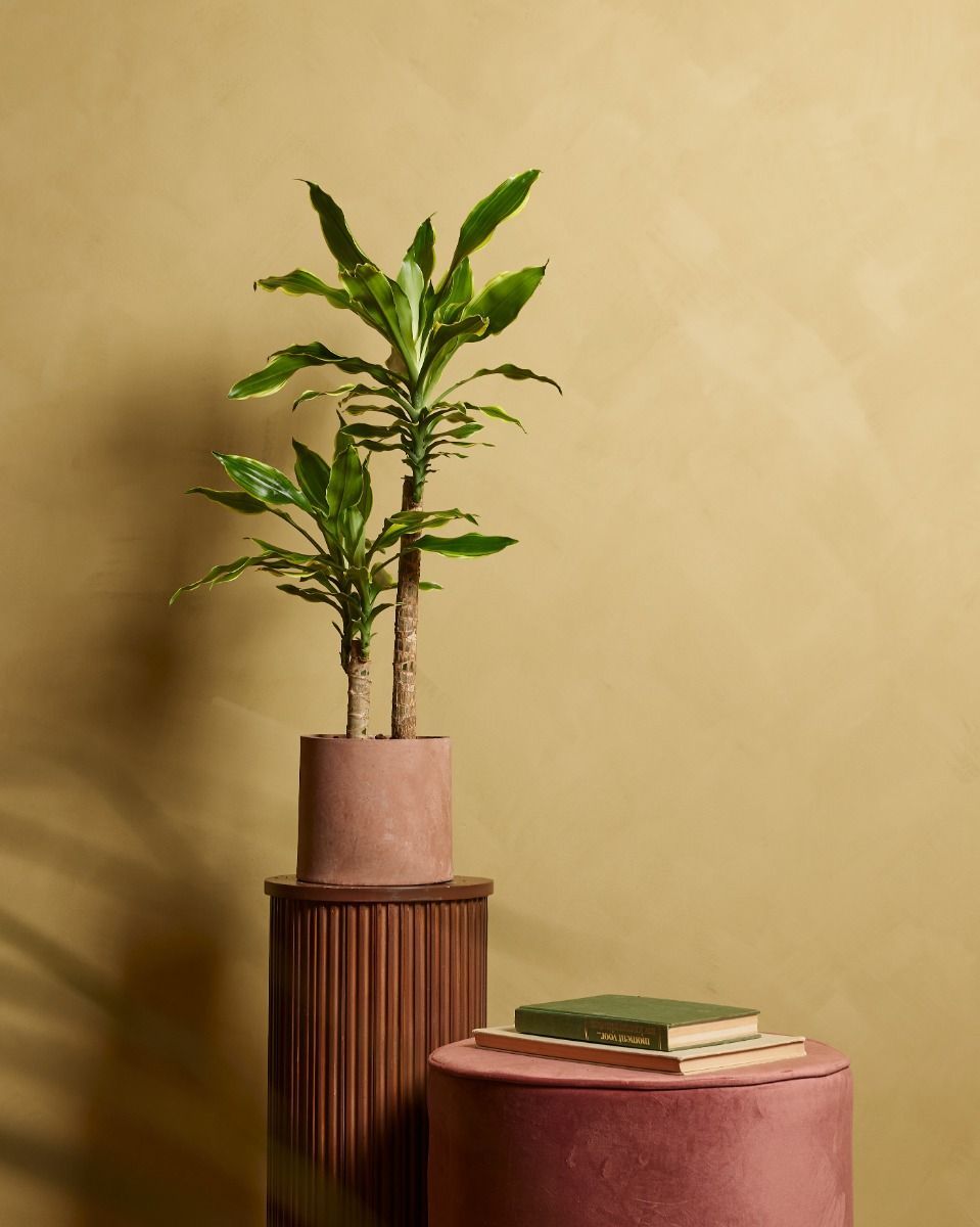 Dracaena Dragonier Golden Coast