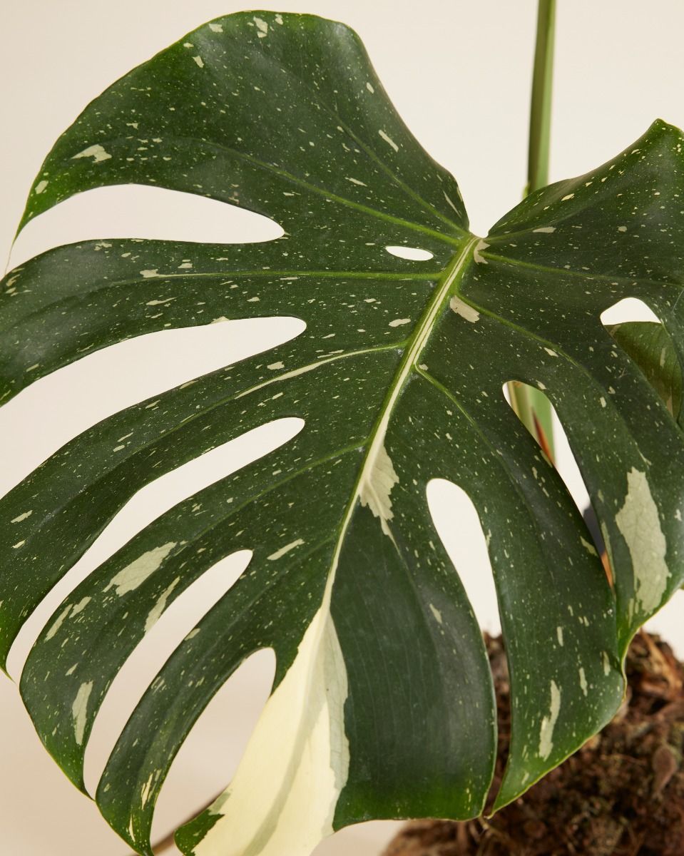 Monstera Fensterblatt Thai Constellation (B-grade)