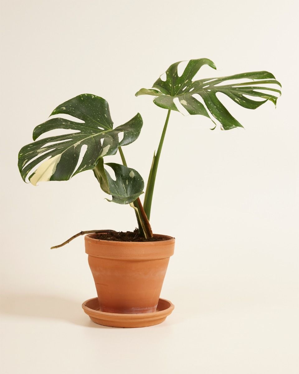 Monstera Fensterblatt Thai Constellation (B-grade)