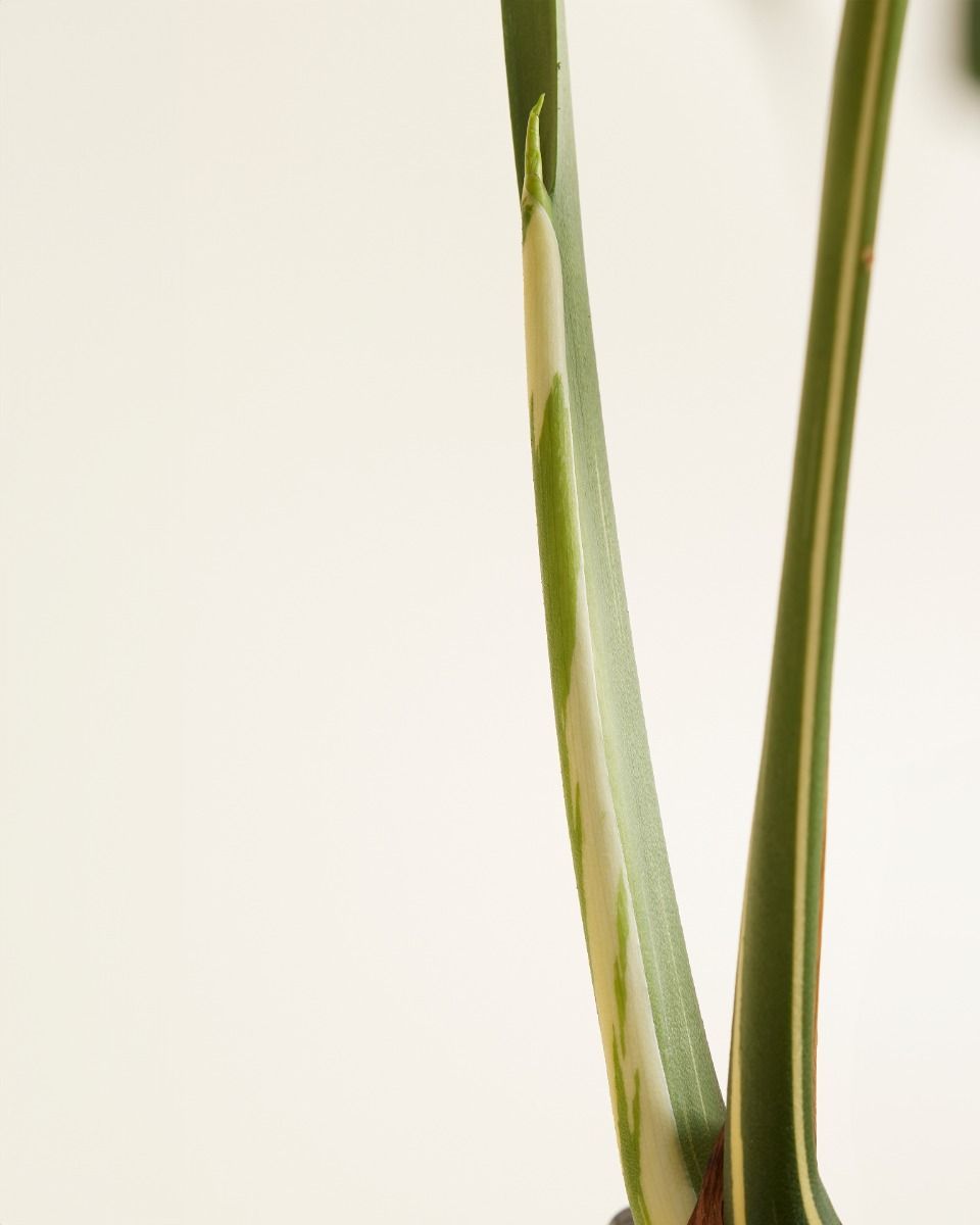 Monstera Fensterblatt Thai Constellation (B-grade)