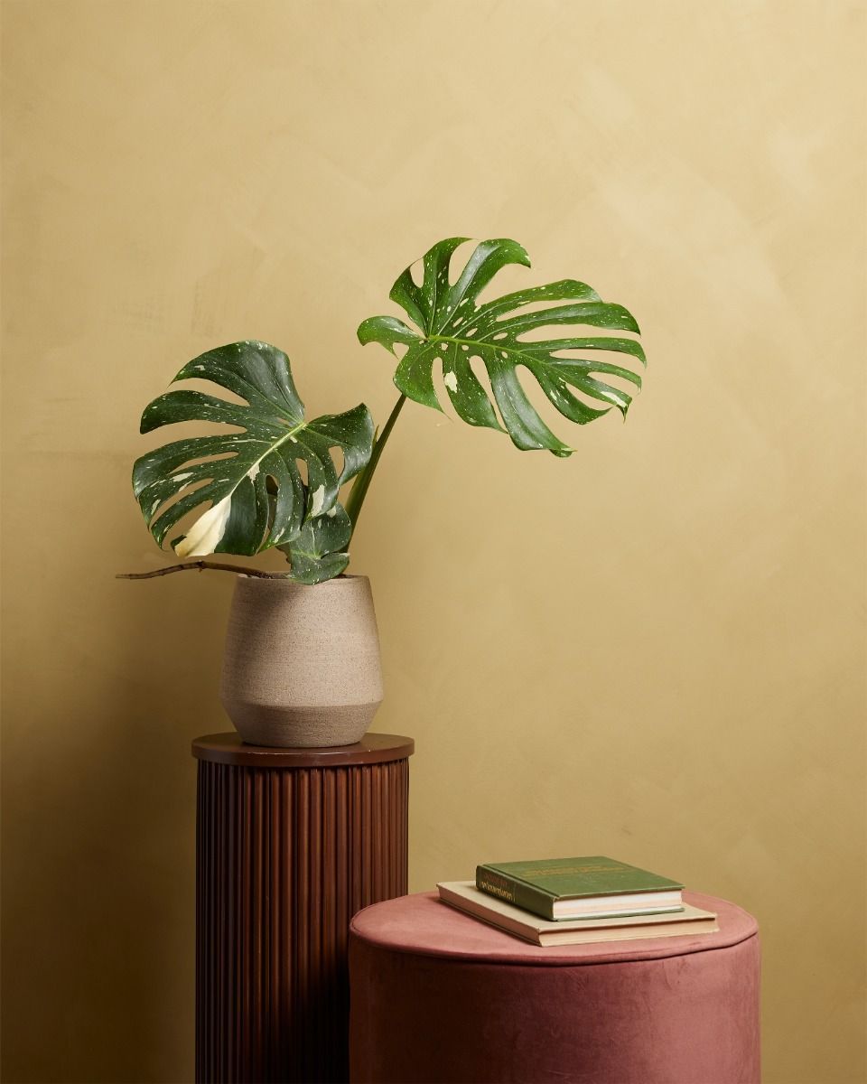 Monstera Fensterblatt Thai Constellation (B-grade)