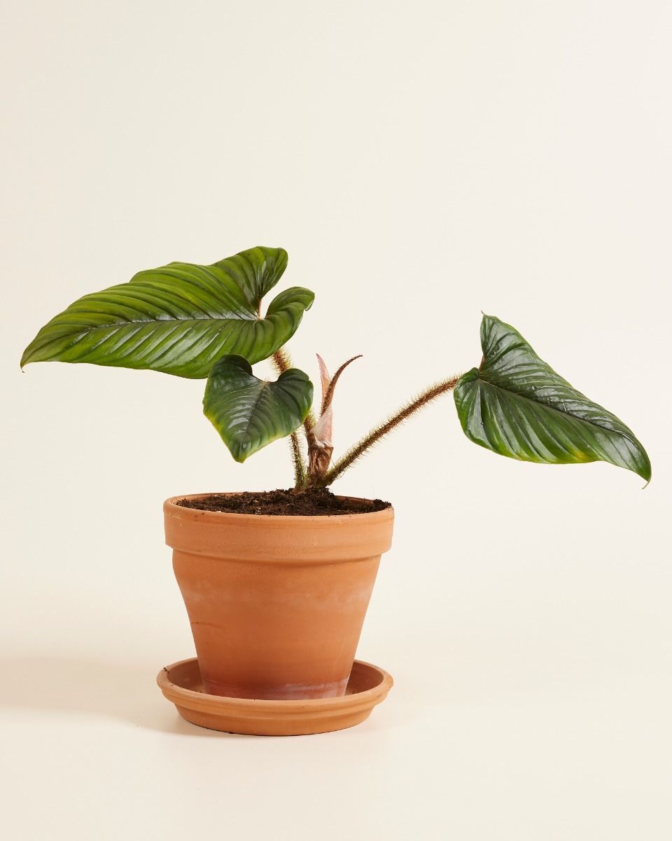 Philodendron Serpens