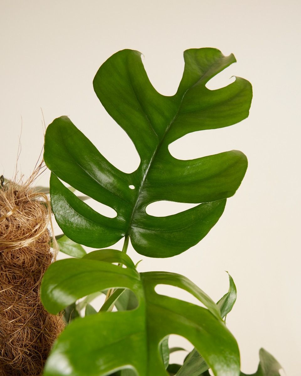 Rhaphidophora Monstera Minima Tetrasperma