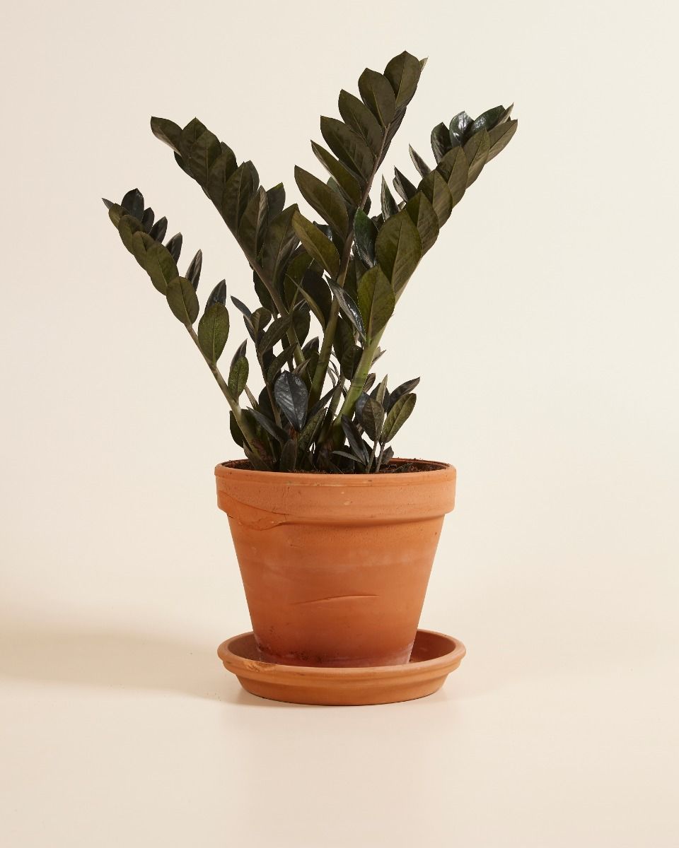 Zamioculcas Plante ZZ Raven