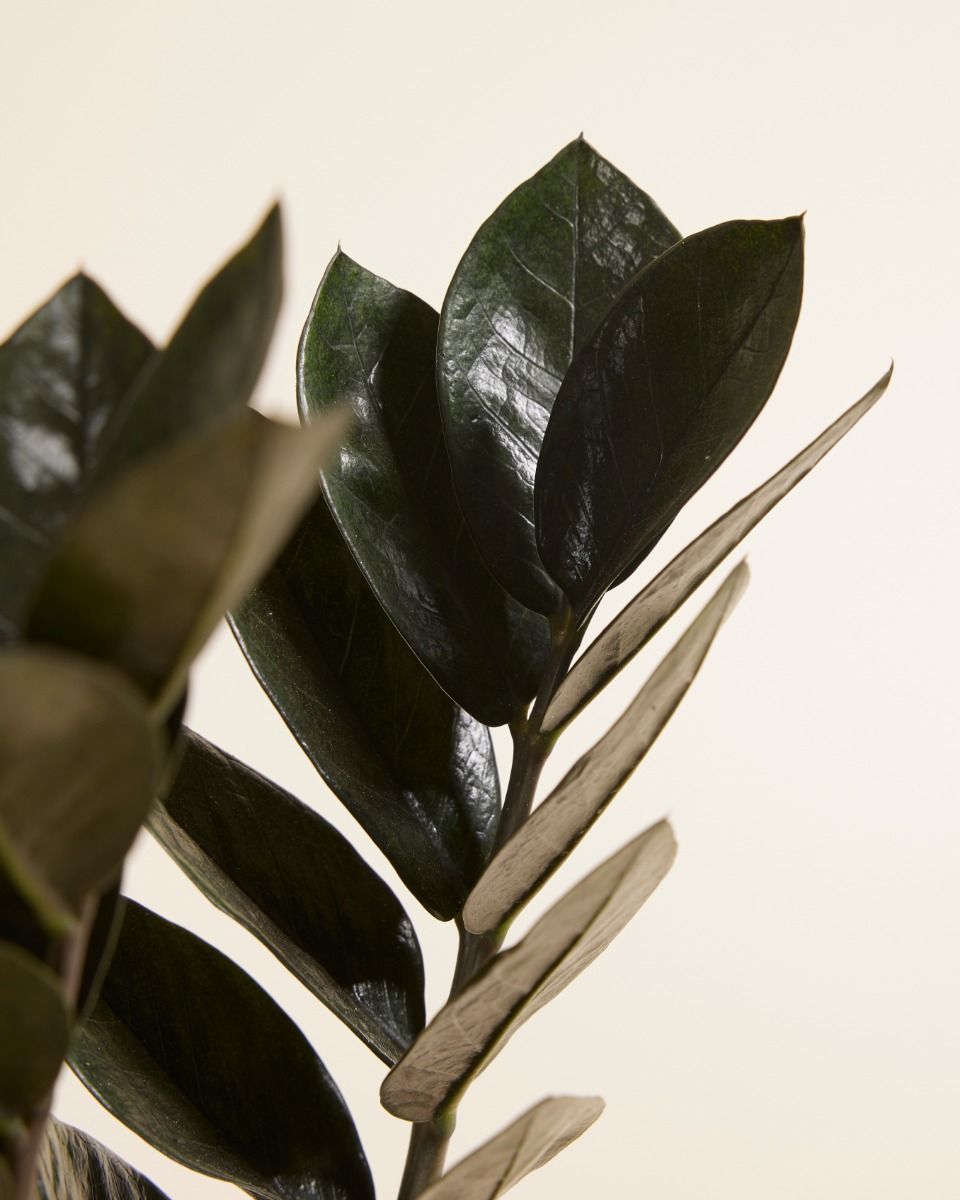 Zamioculcas Plante ZZ Raven