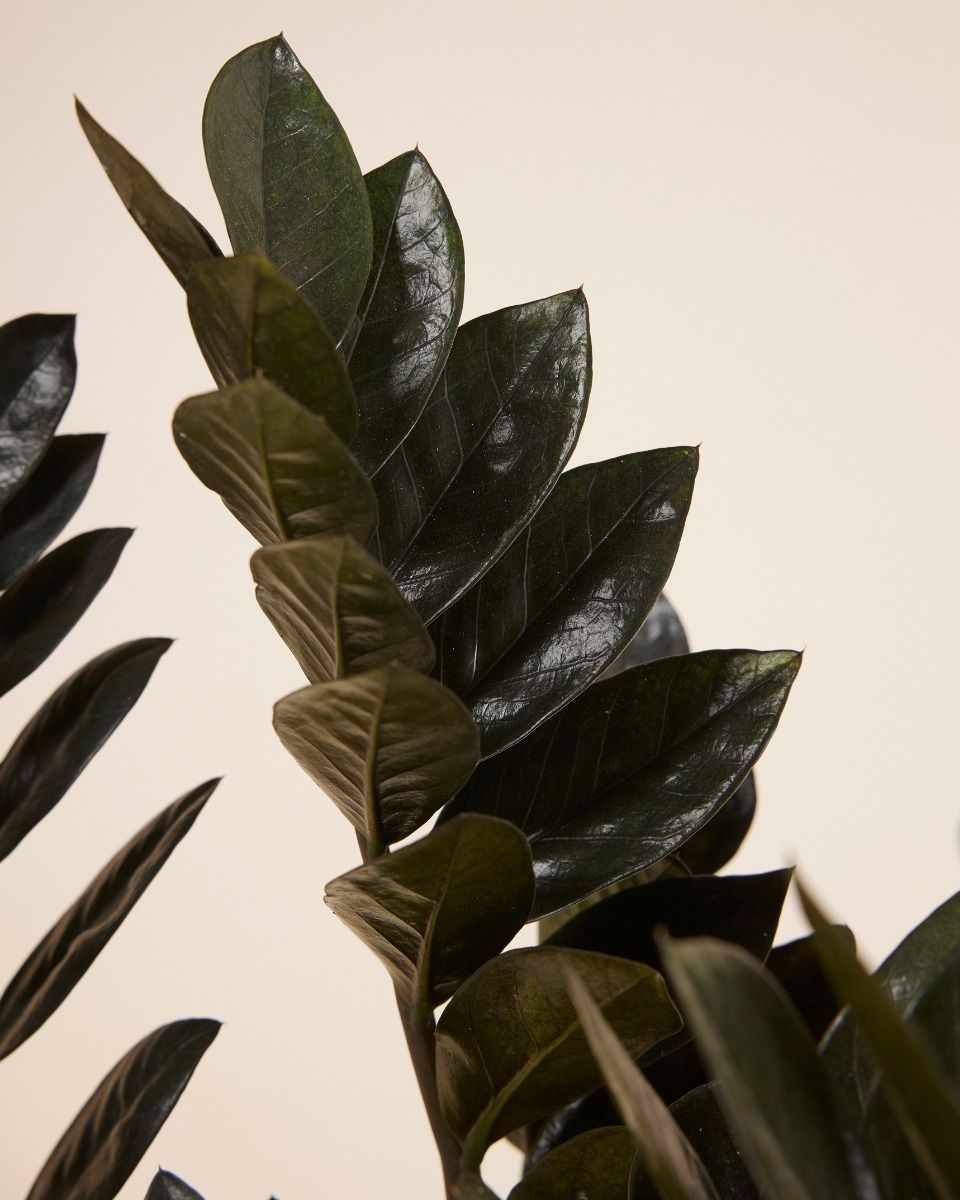 Zamioculcas Plante ZZ Raven