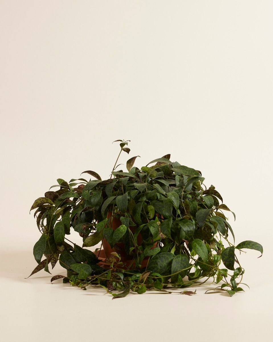 Aeschynanthus Orecchie di Elefante Marmoratus