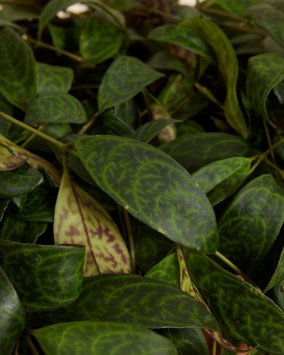 Aeschynanthus Orecchie di Elefante Marmoratus