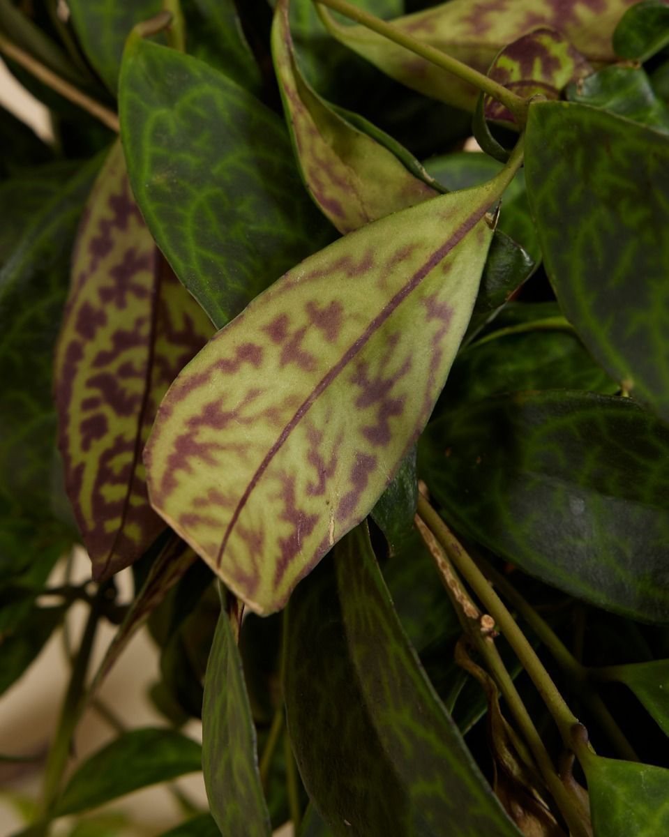 Aeschynanthus Orecchie di Elefante Marmoratus