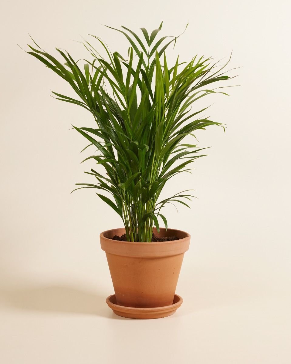 Dypsis Palma di Areca Lutescens
