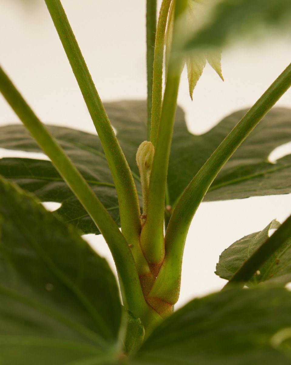 Fatsia Vingerplant Japonica 'Spiderweb'