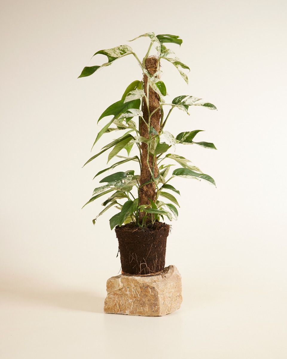 Epipremnum Pothos Pinnatum Marble Variegata
