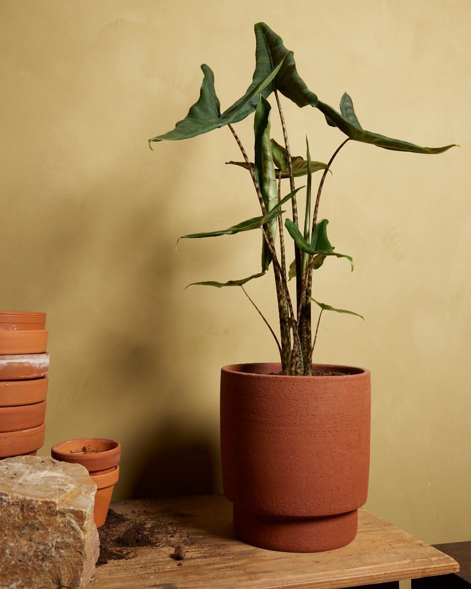 Alocasia Elephant Ears Tigrini