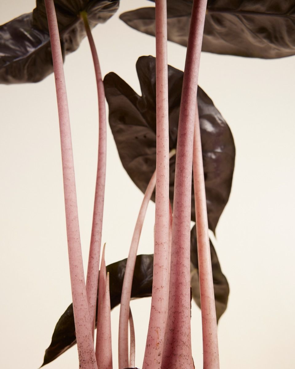 Alocasia Elephant Ears Pink Dragon 
