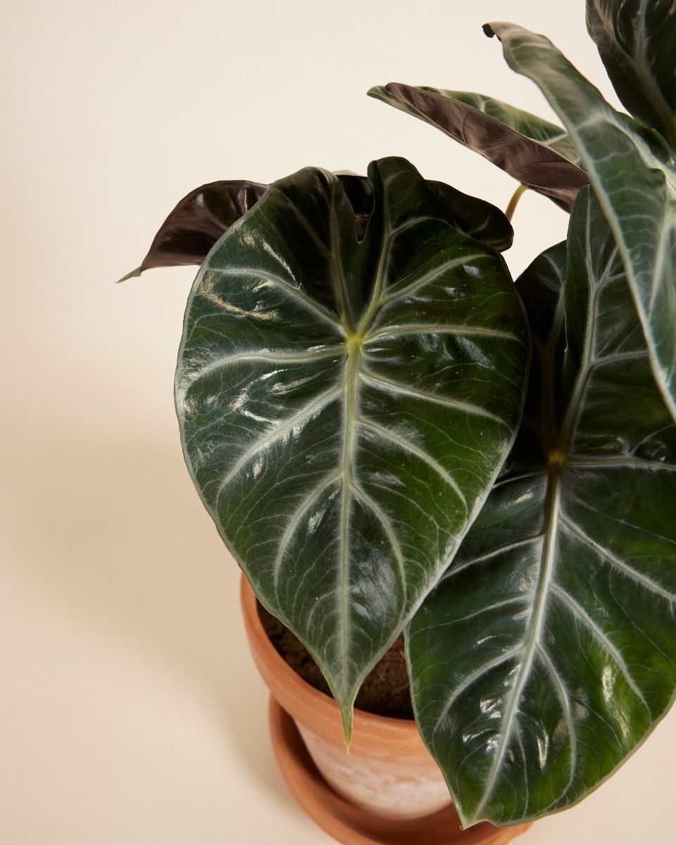 Alocasia Elephant Ears Pink Dragon 
