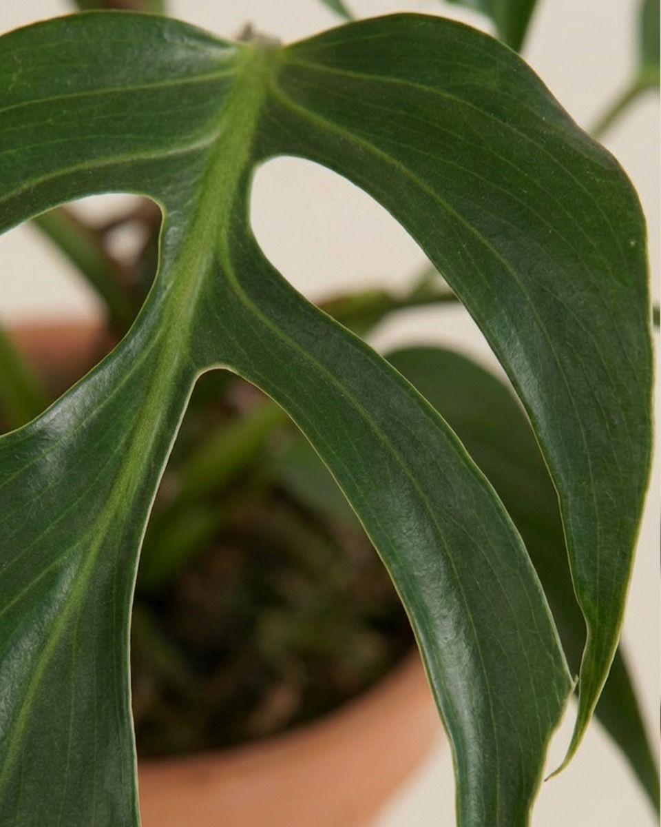 Monstera Burle Marx Flame