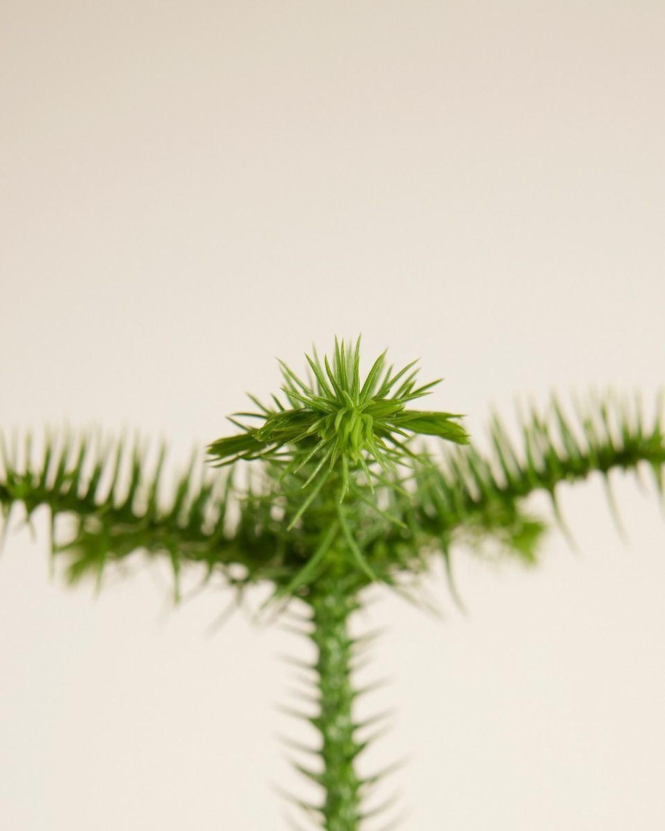 Araucaria Norfolk Island Pine Heterophylla