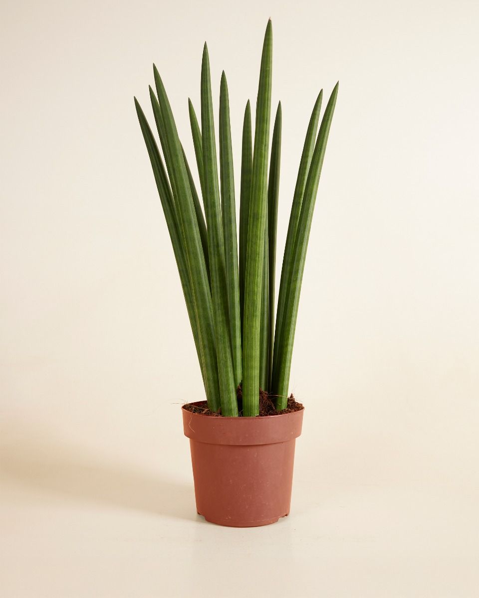 Sansevieria African Spear Plant Cylindrica ‘Straight’