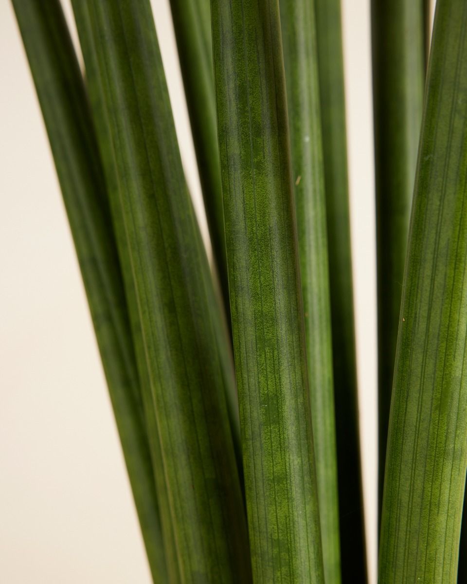 Sansevieria Afrikanischer Speer Cylindrica ‘Straight’