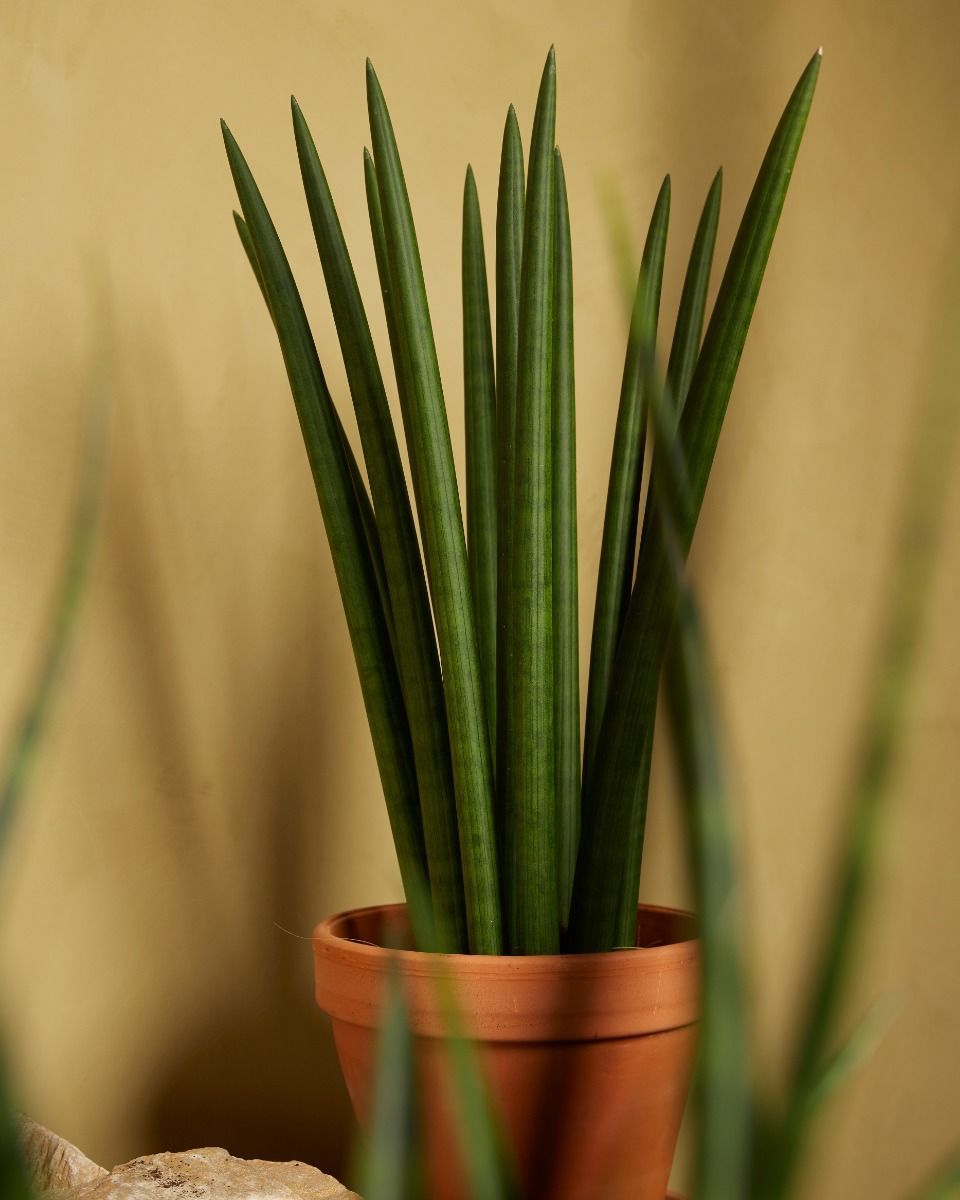 Sansevieria Afrikanischer Speer Cylindrica ‘Straight’