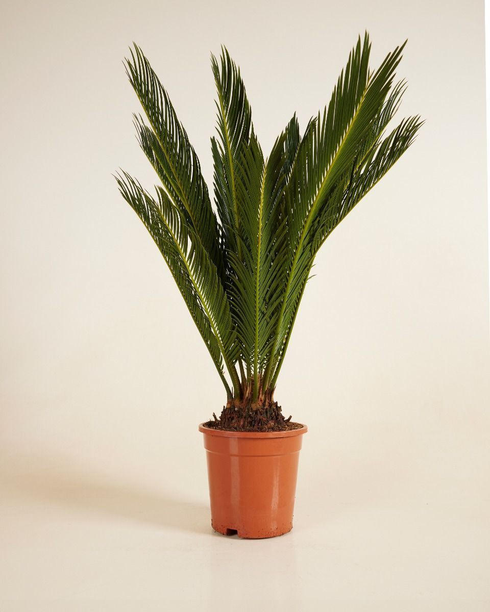 Cycas Palmier de la paix Revoluta