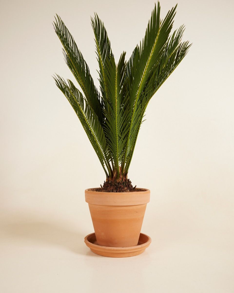 Cycas Palmier de la paix Revoluta