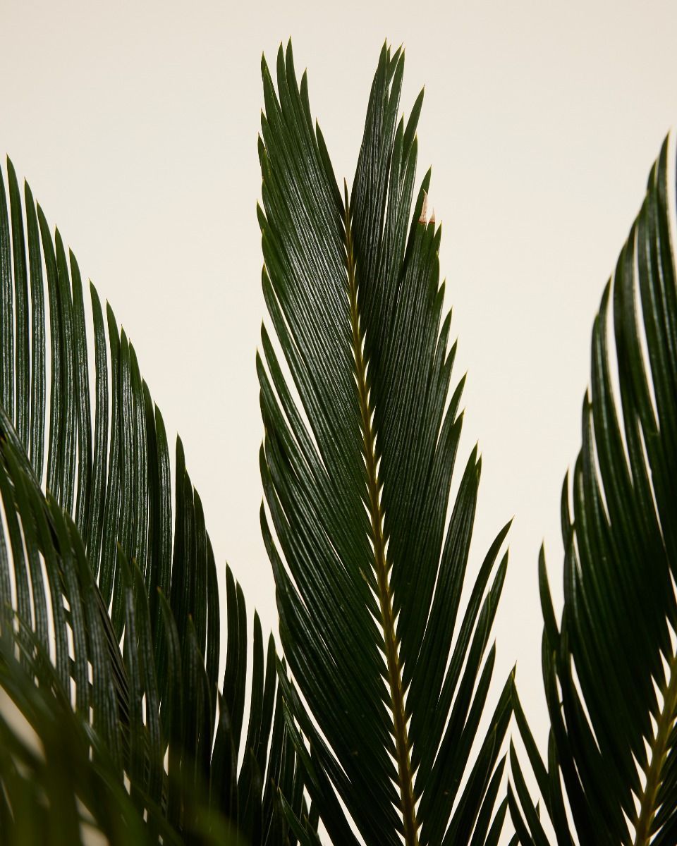 Cycas Palmier de la paix Revoluta